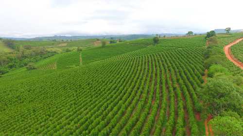 An aerial view of coffee growing in the Mogiana region of Brazil